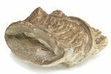 Fossil Xiphactinus (Cretaceous Fish) Vertebrae - Kansas #228307-1